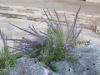 lady-bird-johnson-wildflower-center01