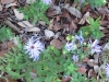lady-bird-johnson-wildflower-center03