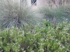 lady-bird-johnson-wildflower-center07