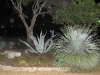lady-bird-johnson-wildflower-center10