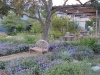 lady-bird-johnson-wildflower-center11