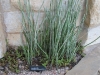 lady-bird-johnson-wildflower-center15