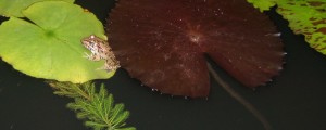 Leopard Frog on Lilly in My Pond