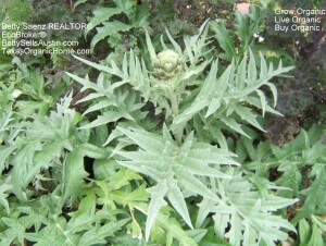 Artichoke Plant in My Organic Front Yard Gardens