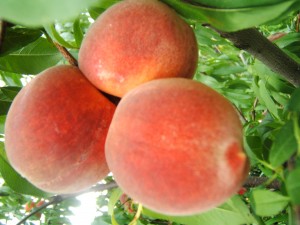 Leander Texas Peaches