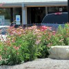 Native Plants thrive in Summer