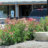 Native Plants thrive in Summer