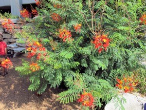 Pride of Barbados