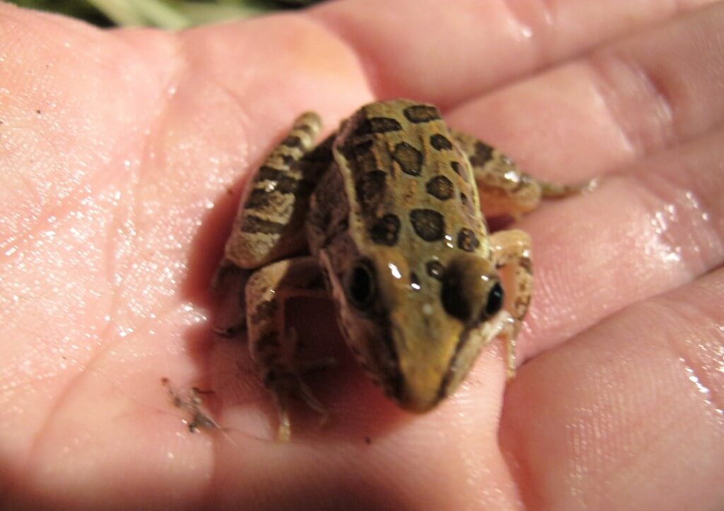 Austin TX Leopard frog