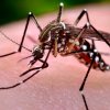 Mosquito
