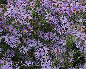Fall Aster 