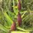 AntelopeHorn milkweed1