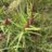 AntelopeHorn milkweed2